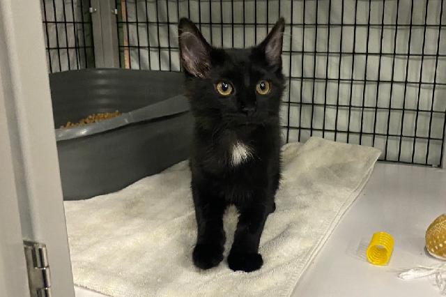 My name at SAFE Haven was Ashy-Poo and I was adopted!