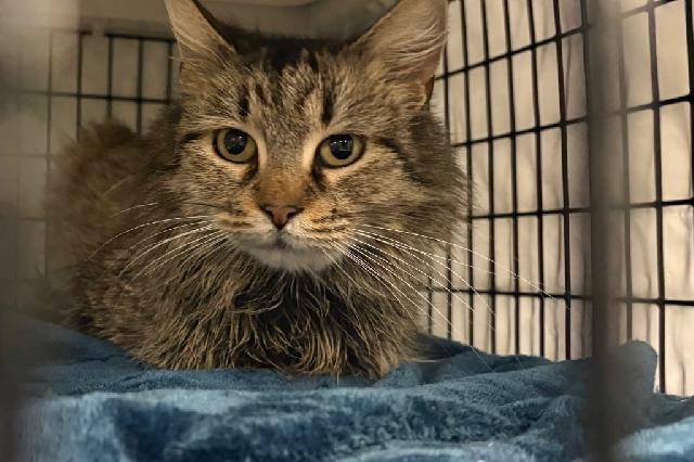 My name is Giada and I am ready for adoption. Learn more about me!