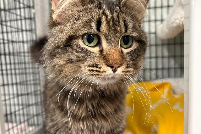 My name is Mr. Worldwide and I am ready for adoption. Learn more about me!