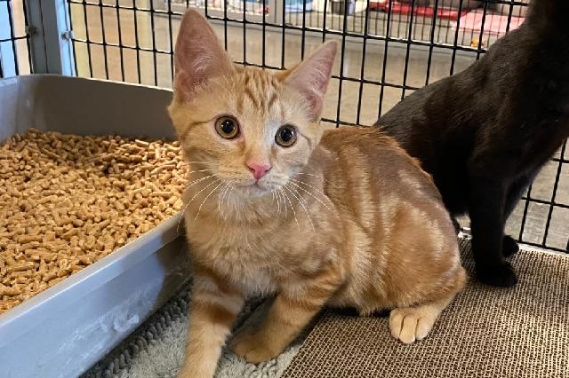 My name at SAFE Haven was Pumpkin Patch and I was adopted!