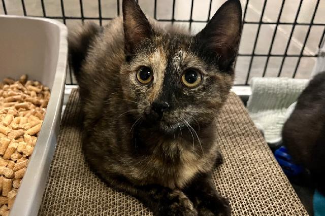 My name at SAFE Haven was West Virginia and I was adopted!