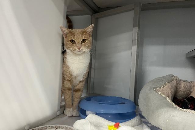 My name is Sk8er Boi and I am ready for adoption. Learn more about me!