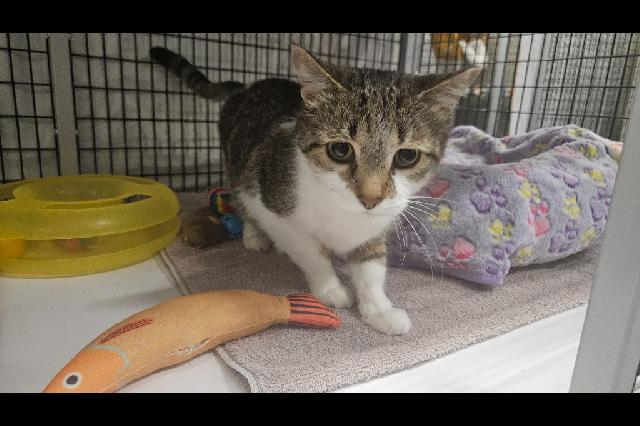 My name is Flubber and I am ready for adoption. Learn more about me!