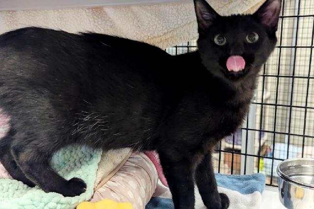 My name at SAFE Haven was Kermyt and I was adopted!