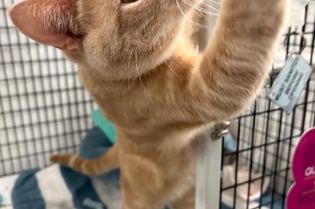 My name at SAFE Haven was Pinto and I was adopted!