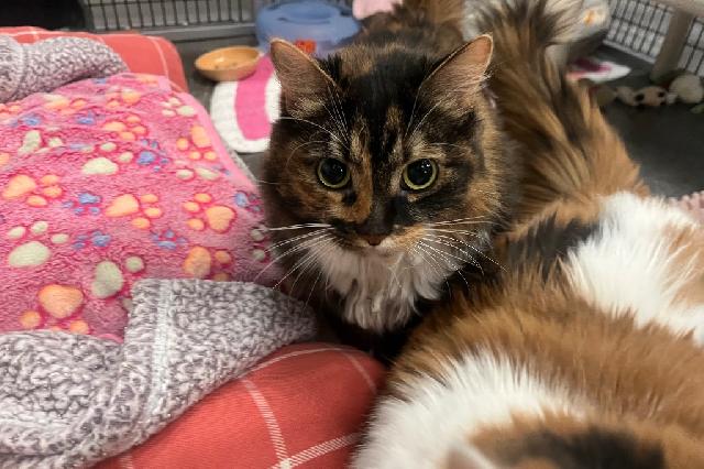 My name is Chianti and I am ready for adoption. Learn more about me!