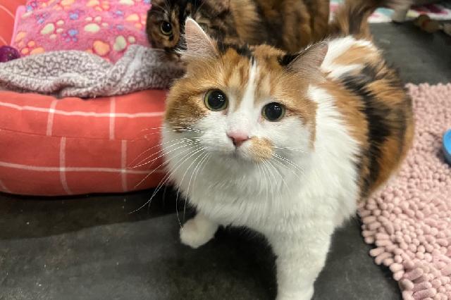 My name is Syrah and I am ready for adoption. Learn more about me!