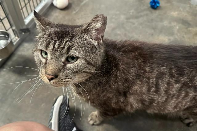 My name at SAFE Haven was Granola and I was adopted!