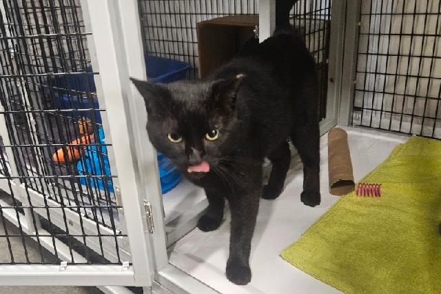 My name is Mr. Peabody and I am ready for adoption. Learn more about me!