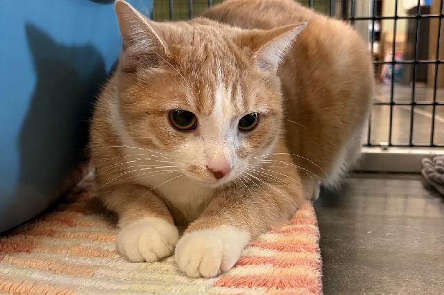 My name is Raff and I am ready for adoption. Learn more about me!