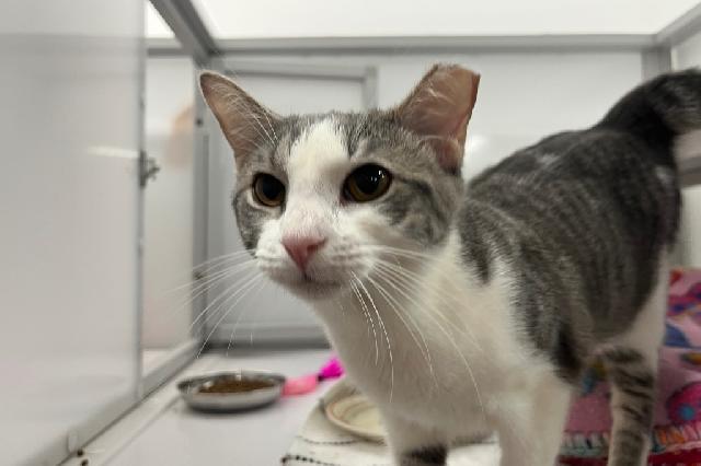 My name at SAFE Haven was Mary Cassatt and I was adopted!