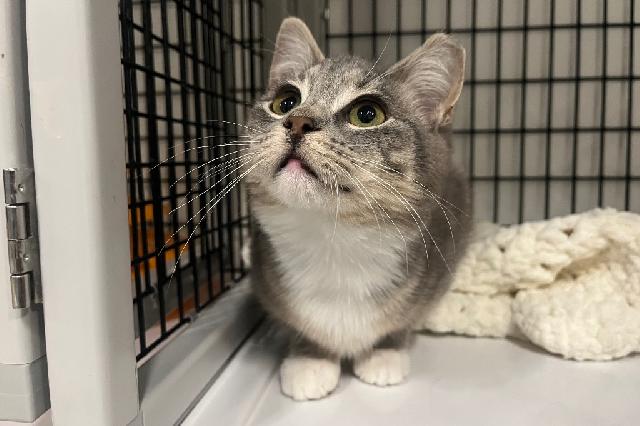 My name at SAFE Haven was Michelin Star and I was adopted!