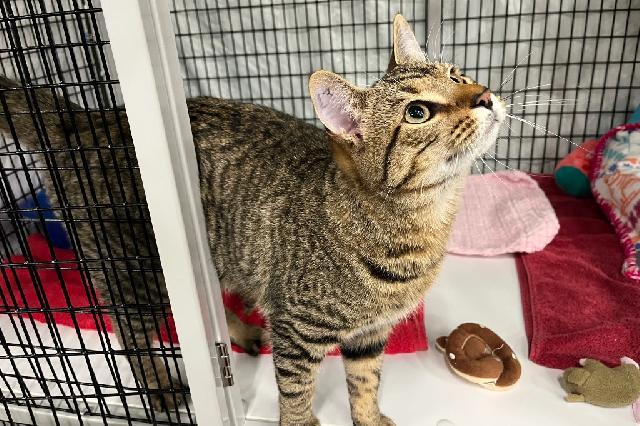 My name at SAFE Haven was Mike the Tiger and I was adopted!