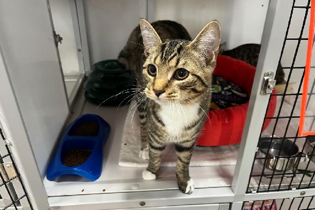 My name is Aubie and I am ready for adoption. Learn more about me!