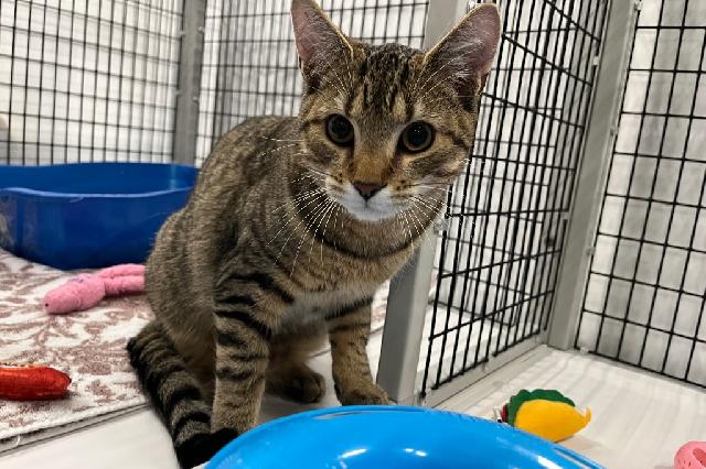 My name is Brutus Buckeye and I am ready for adoption. Learn more about me!