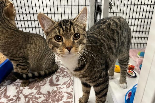 My name is Ralphie the Buffalo and I am ready for adoption. Learn more about me!