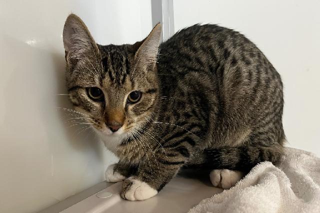 My name is Bucky Badger and I am ready for adoption. Learn more about me!