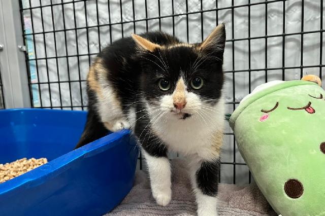 My name at SAFE Haven was Queen Scallop and I was adopted!