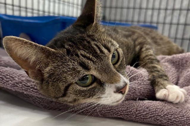 My name is Kit T. Kat and I am ready for adoption. Learn more about me!