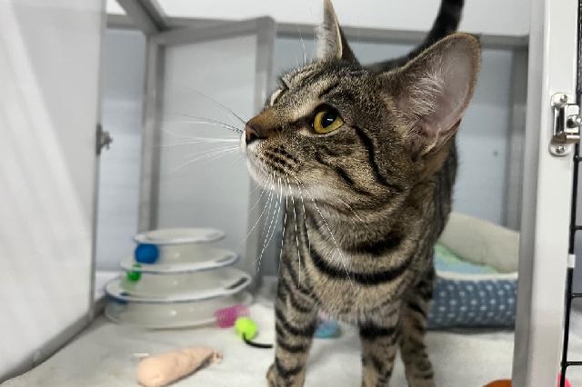 My name at SAFE Haven was Tequila Tammy and I was adopted!