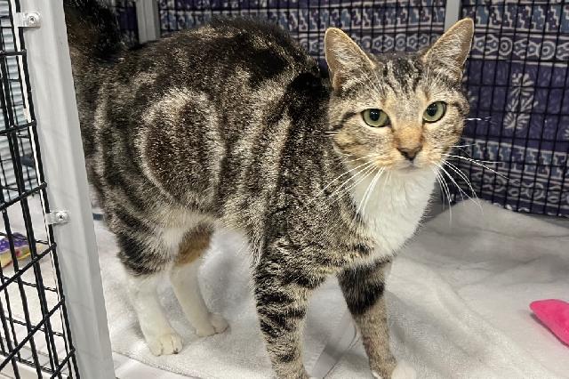 My name is Sky Jelly and I am ready for adoption. Learn more about me!