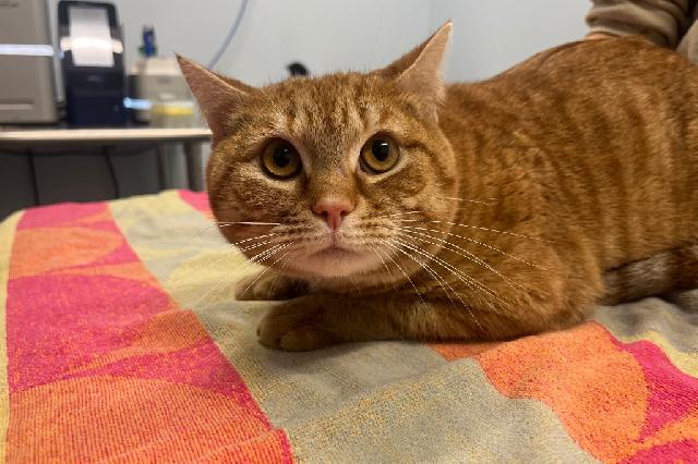 My name is Clifford and I am ready for adoption. Learn more about me!