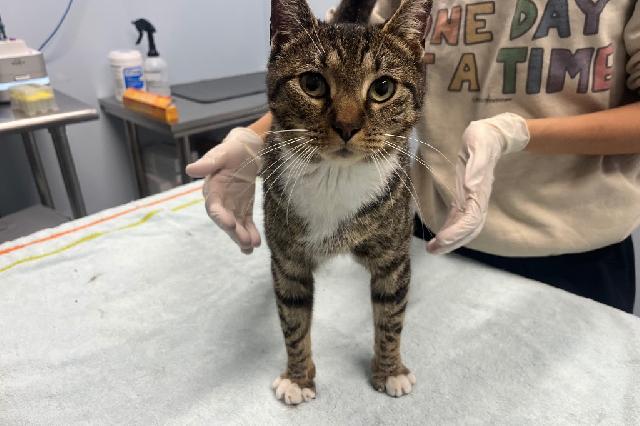 My name is Rockette Launch and I am ready for adoption. Learn more about me!