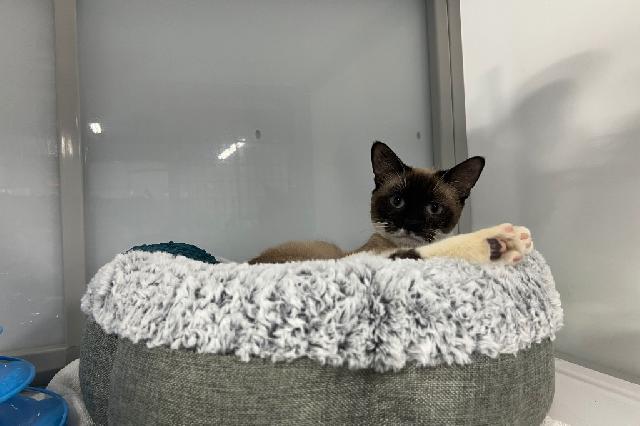 My name at SAFE Haven was Sagwa and I was adopted!