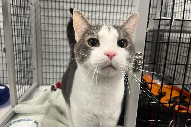My name is Thomkins and I am ready for adoption. Learn more about me!