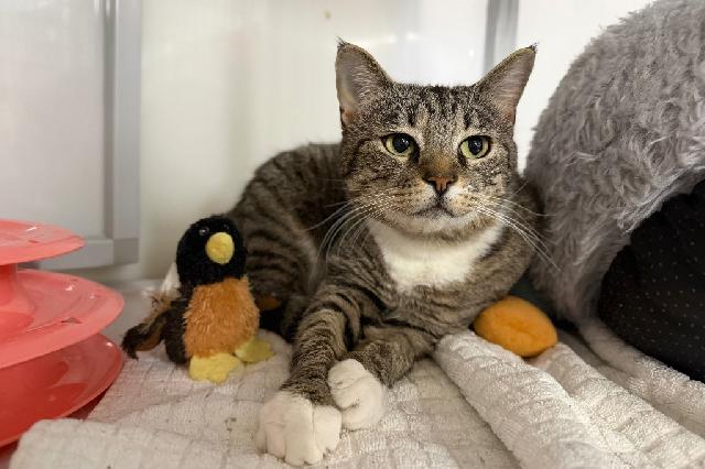 My name at SAFE Haven was Totz and I was adopted!