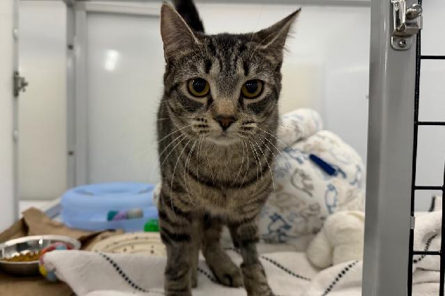 My name at SAFE Haven was Pipette and I was adopted!