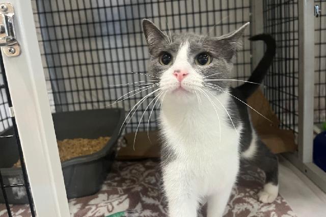 My name at SAFE Haven was Petri Dish and I was adopted!