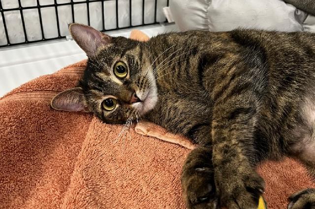 My name is Bunsen Burner and I am ready for adoption. Learn more about me!