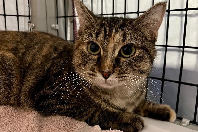 My name is Inoculation Loop and I am ready for adoption. Learn more about me!