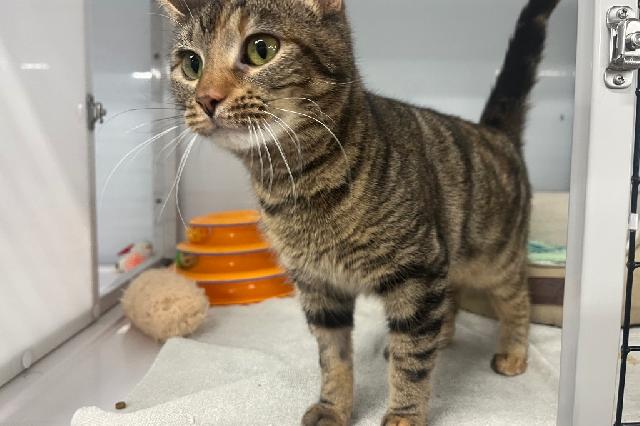 My name at SAFE Haven was T-Streak and I was adopted!