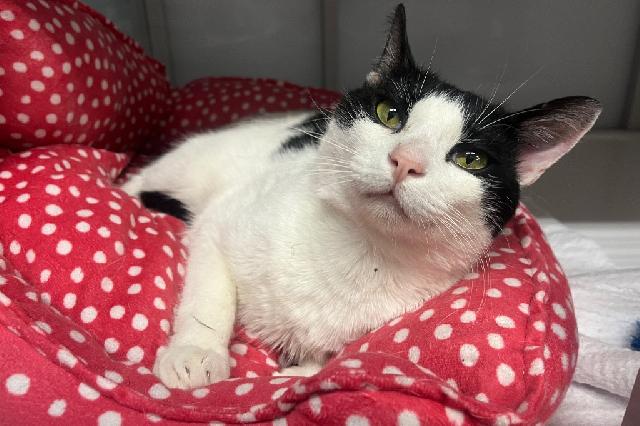 My name is Binary Fission and I am ready for adoption. Learn more about me!