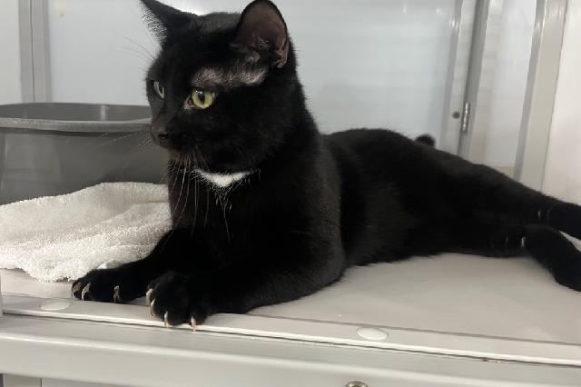 My name is Western Blot and I am ready for adoption. Learn more about me!