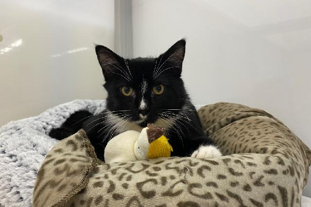 My name is Sploot and I am ready for adoption. Learn more about me!