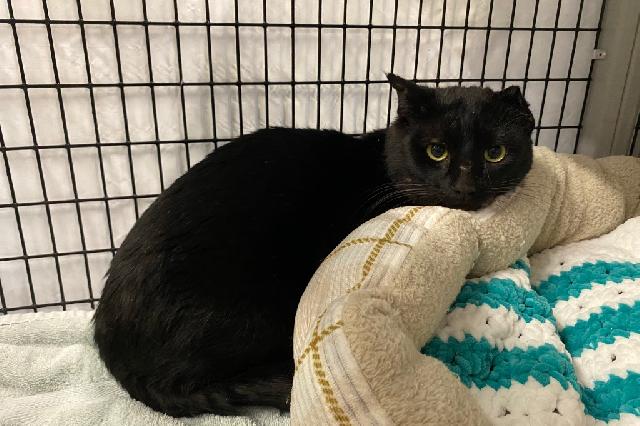 My name is Coal Miner and I am ready for adoption. Learn more about me!