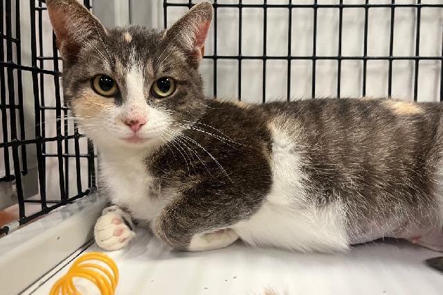 My name at SAFE Haven was Tuna Surprise and I was adopted!