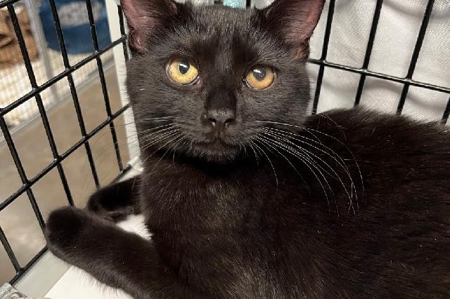 My name is Black Cherry and I am ready for adoption. Learn more about me!