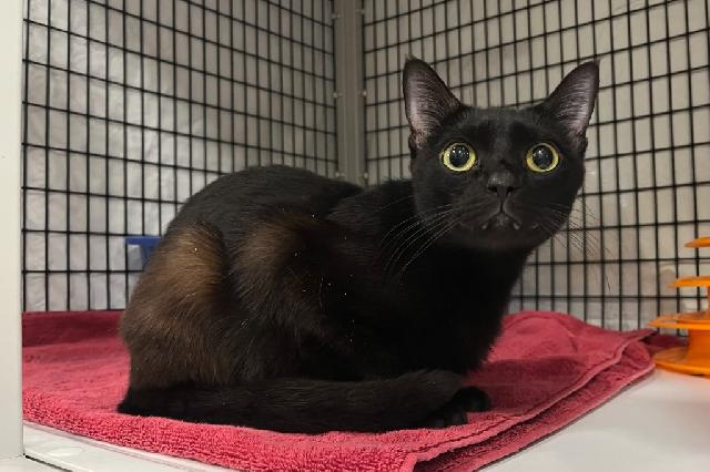 My name is Vampire Bat and I am ready for adoption. Learn more about me!