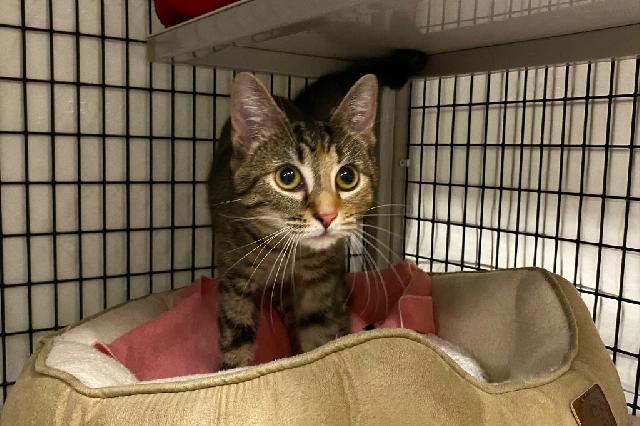 My name is Meaches and I am ready for adoption. Learn more about me!