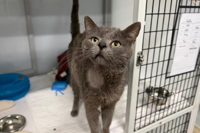 My name is Pollen and I am ready for adoption. Learn more about me!