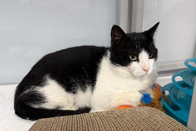 My name is Cowhide and I am ready for adoption. Learn more about me!