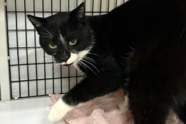 My name is Scallywag and I am ready for adoption. Learn more about me!