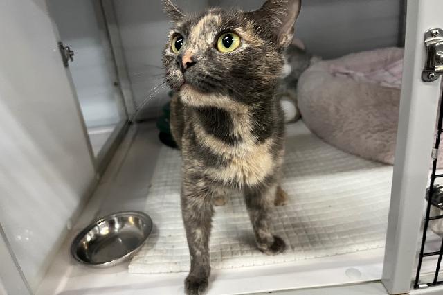 My name at SAFE Haven was Milkshake and I was adopted!