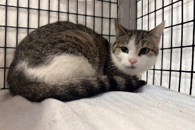 My name is Didi Pickles and I am ready for adoption. Learn more about me!