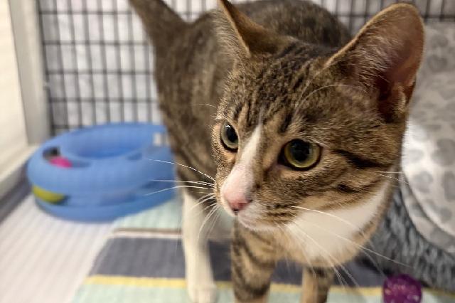 My name at SAFE Haven was Rockin' Robin and I was adopted!