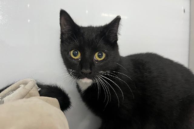 My name is Valley and I am ready for adoption. Learn more about me!